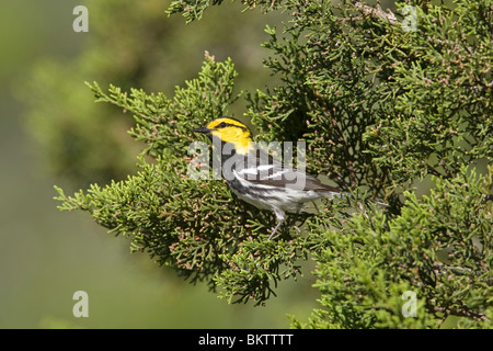 Golden cheeked trillo arroccato su Ashe Ginestra Foto Stock