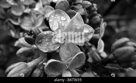 In bianco e nero di close-up di un essiccato morendo tulip fiori. Foto Stock