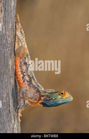 Massa maschio AGAMA SA (AGAMA SA aculeata) in luminosi colori di allevamento, Kgalagadi Parco transfrontaliero, Sud Africa Foto Stock