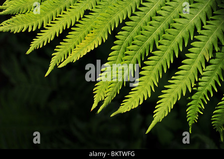 Felci verdi su sfondo scuro Foto Stock