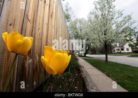 Due tulipani gialli accanto a un marciapiede in zona residenziale e con la fioritura di Bradford peri in background. Foto Stock