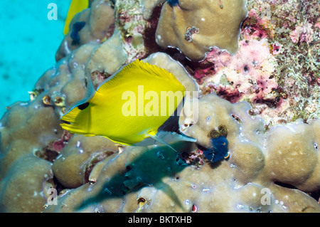 A becco lungo (butterflyfish Forcipiger flavissimus). Foto Stock