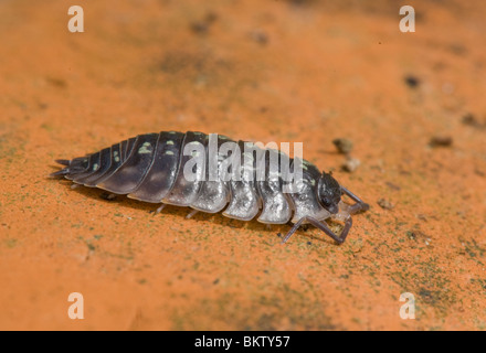 Pillola Woodlouse (Armadillidium vulgare), Francia Foto Stock