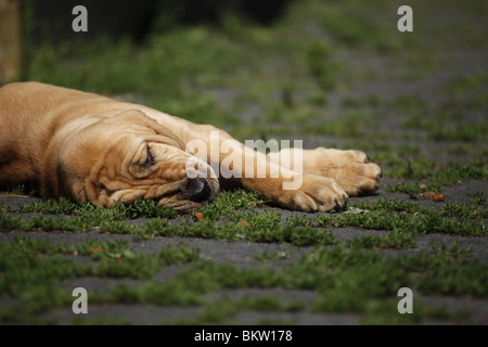 Liegender Bluthund Welpe / giacente Bloodhound Puppy Foto Stock