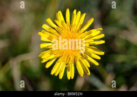 Fiore di tarassaco, Taraxacum officinale Foto Stock