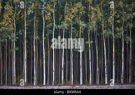 Acronimo di alberi di eucalipto essendo cresciuto per pasta per carta in Thailandia. Foto Stock