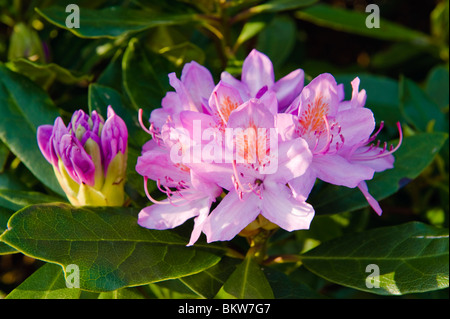 Fiore di rododendro (Rhododendron ponticum) in Grizedale, vicino a Garstang, Lancashire, Inghilterra Foto Stock