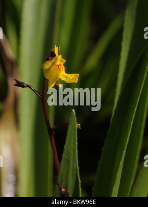 Gewoon Blaasjeskruid è een vleesetende impianto, die onder acqua incontra watervlooien blaasjes en ander vangt dello zooplancton. Hier staat het tussen de Krabbescheer in een sloot. Maggiori catture Bladderwort zooplanton con la sua vesciche a foglie sott'acqua. Egli Foto Stock