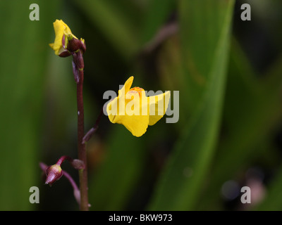 Gewoon Blaasjeskruid è een vleesetende impianto, die onder acqua incontra watervlooien blaasjes en ander vangt dello zooplancton. Hier staat het tussen de Krabbescheer in een sloot. Maggiori catture Bladderwort zooplanton con la sua vesciche a foglie sott'acqua. Egli Foto Stock