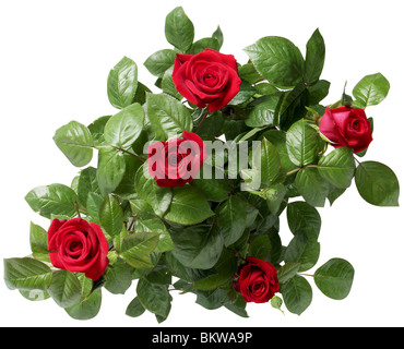 Rose rosse Foto Stock