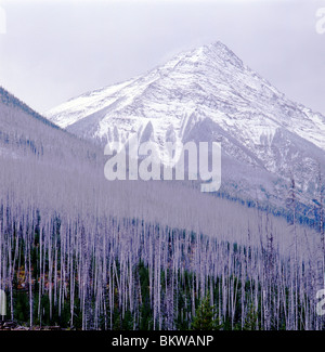 1988 tardo autunno vista del 1966 incendio di foresta vicino a Vermiglio Pass, Kootenay National Park, British Columbia, Canada Foto Stock