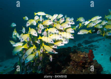 Scuola di tonno obeso lutiani (Lutjanus lutjanus) sulla barriera corallina . Mare delle Andamane, Thailandia. Foto Stock