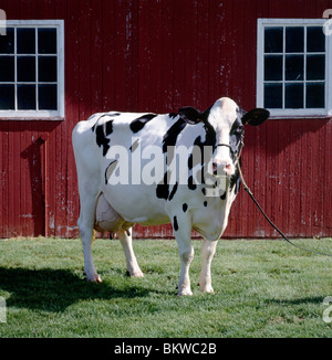 Vacca Holstein accanto a un granaio rosso, Vista Grande fattoria vicino a Fleetwood, Pennsylvania, STATI UNITI D'AMERICA Foto Stock