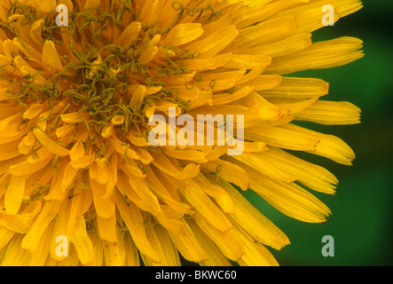 Comune di fiori di tarassaco dettaglio Taraxacum officinale America del Nord Foto Stock