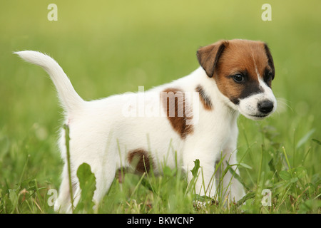 Smooth Fox Terrier cucciolo di cane prato permanente Foto Stock