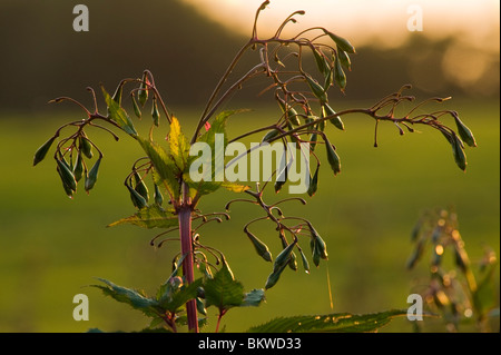Seme-pods di Himalayan (Balsamina Impatiens glandulifera) vicino a Garstang, Lancashire, Inghilterra