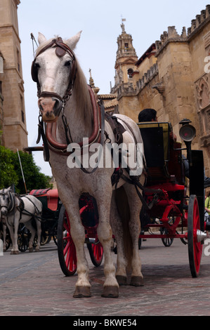 Cavallo in Cordoba con Mesquita Foto Stock