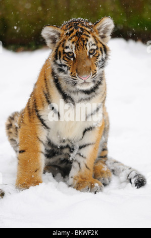 Giovani tigre siberiana seduta neve / Panthera tigris Foto Stock