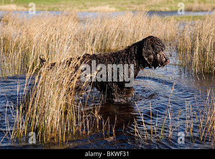 Labradoodle cane cucciolo bagnato acqua stagnante Foto Stock