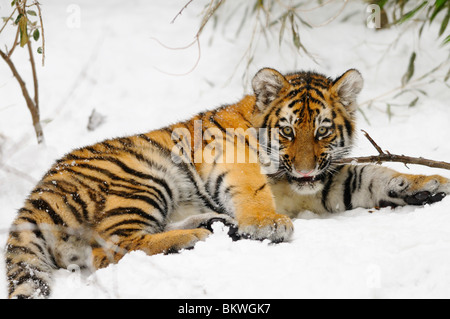 Giovani tigre siberiana giacente neve / Panthera tigris Foto Stock