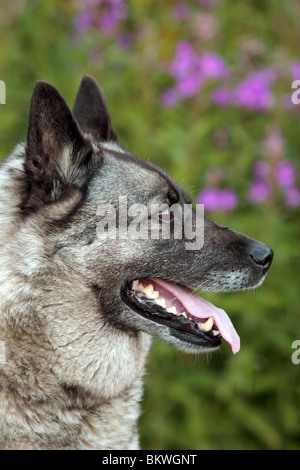 Norwegian Elkhound cane ritratto Foto Stock