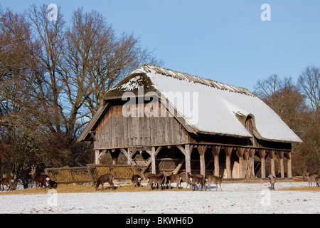 Cervi Sika cerve stags manger / Cervus nippon Foto Stock