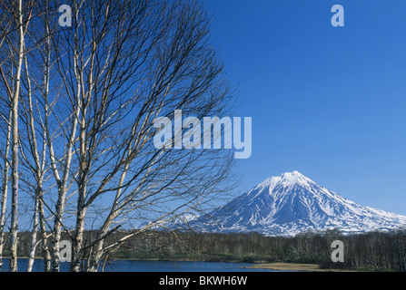 La Russia, penisola di Kamchatka, vulcano Koryaksky, 3456m, pietra Betulla, (Betula emani) Foto Stock