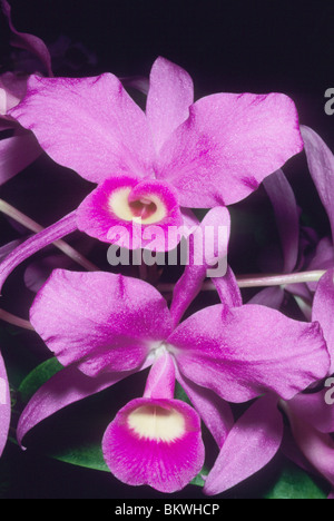 Orchid, (Cattleya skinneri), fiore nazionale del Costa Rica. Foto Stock