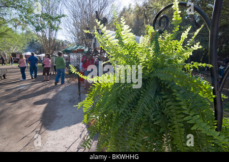 Kanapaha Spring Garden Festival Gainesville Florida Boston fern per la vendita Foto Stock