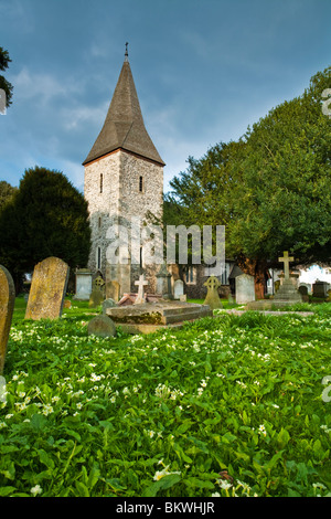 La molla di primule nel cimitero della chiesa parrocchiale di San Pietro e di San Andrea in Old Windsor, Berkshire, Regno Unito Foto Stock