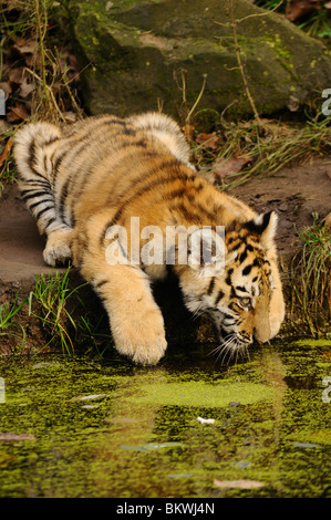 Tigre Siberiana cub bere / Panthera tigris altaica Foto Stock