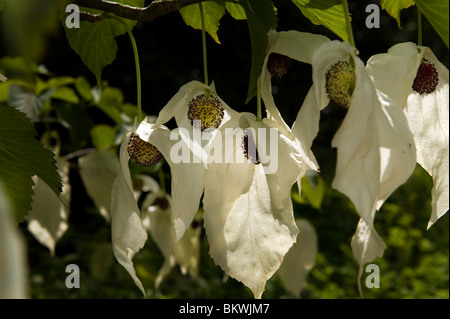 Il fazzoletto ad albero ( Davidia involucrata var. Vilmoriniana ) la cui brattee sono in piena spettacolare pieno fiore a Cambridg Foto Stock