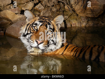 Tigre del Bengala, Panthera tigri tigri, Ranthambhore, India Foto Stock