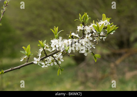 Prugnolo (Prunus spinosa in fiore Foto Stock