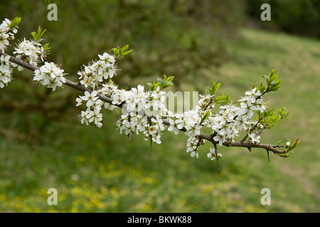 Prugnolo (Prunus spinosa in fiore Foto Stock