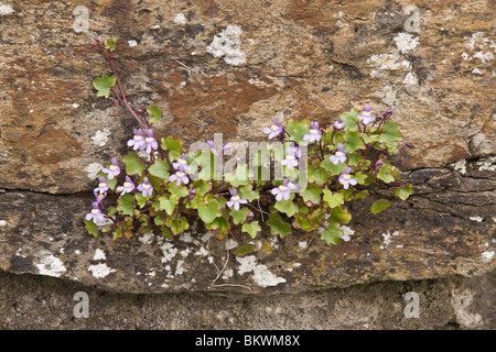 Edera-leafed Toadflax (Cymbalaria muralis) cresce sulle pareti del Richmond Castle , North Yorkshire Foto Stock
