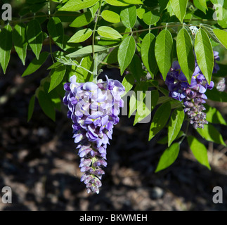 Wisteria Frutescens Ametista cade American appeso in un recinto. Foto Stock