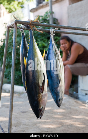 Appena pescato il pesce di tonno in vendita sul lato strada in Bora Bora, Polinesia Francese Foto Stock