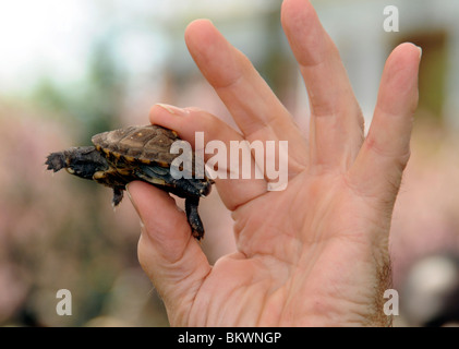 Un bambino Tartaruga scatola Foto Stock