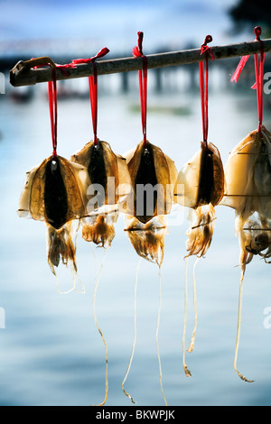 Calamari che vengono essiccati al sole Foto Stock