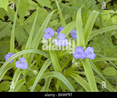 Ohio spiderwort (Tradescantia ohiensis) Foto Stock