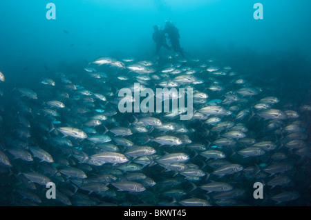 I subacquei al di sopra della scuola di tonno obeso Trevallies, Caranx sexfasciatus, Layang Layang, Sabah, Malesia, Borneo Foto Stock