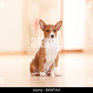 Basenji cucciolo di cane seduto Foto Stock