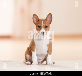 Basenji cucciolo di cane seduto Foto Stock