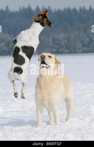 Jack Russell Terrier cane Labrador Retriever cane neve Foto Stock