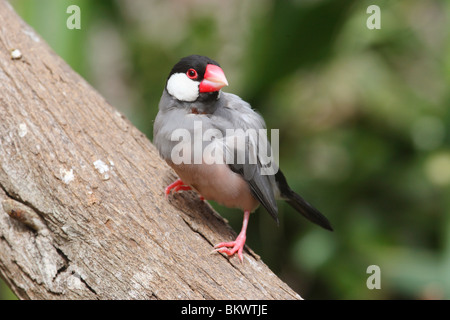 Java Sparrow (Lonchura oryzivora) su un tronco di albero Foto Stock