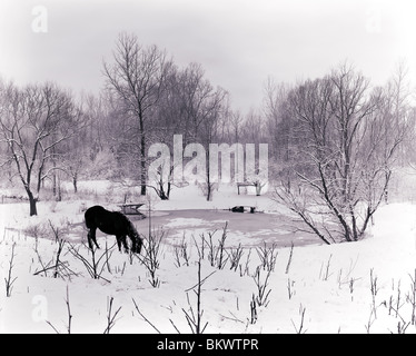 Visualizzazione bianco e nero di un inverno nevoso scena di lone cavallo al pascolo nei pressi di un laghetto congelato, vicino a Lima, New York, Stati Uniti d'America Foto Stock