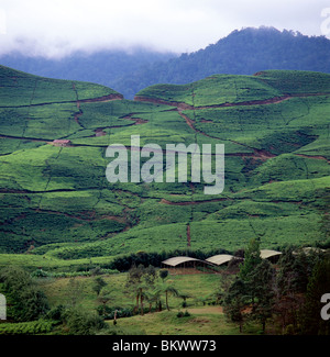 Le piantagioni di tè cresce sui pendii vicino a Puncak Pass, ad est di Bogor, Java, Indonesia Foto Stock