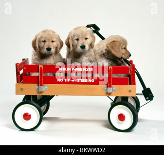 Golden Retriever cuccioli in bambini carro rosso Foto Stock