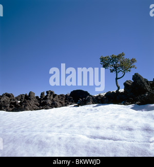 Balsaltic formazioni di lava e Lone Pine Tree lungo la Great Rift fessura, crateri della luna monumento nazionale, Idaho, Stati Uniti d'America Foto Stock